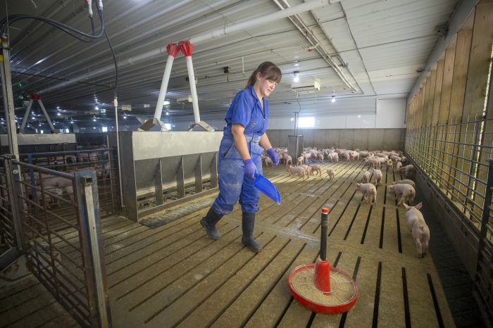 Feeding Pigs Image