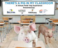 Virtual Pig Barn Tours